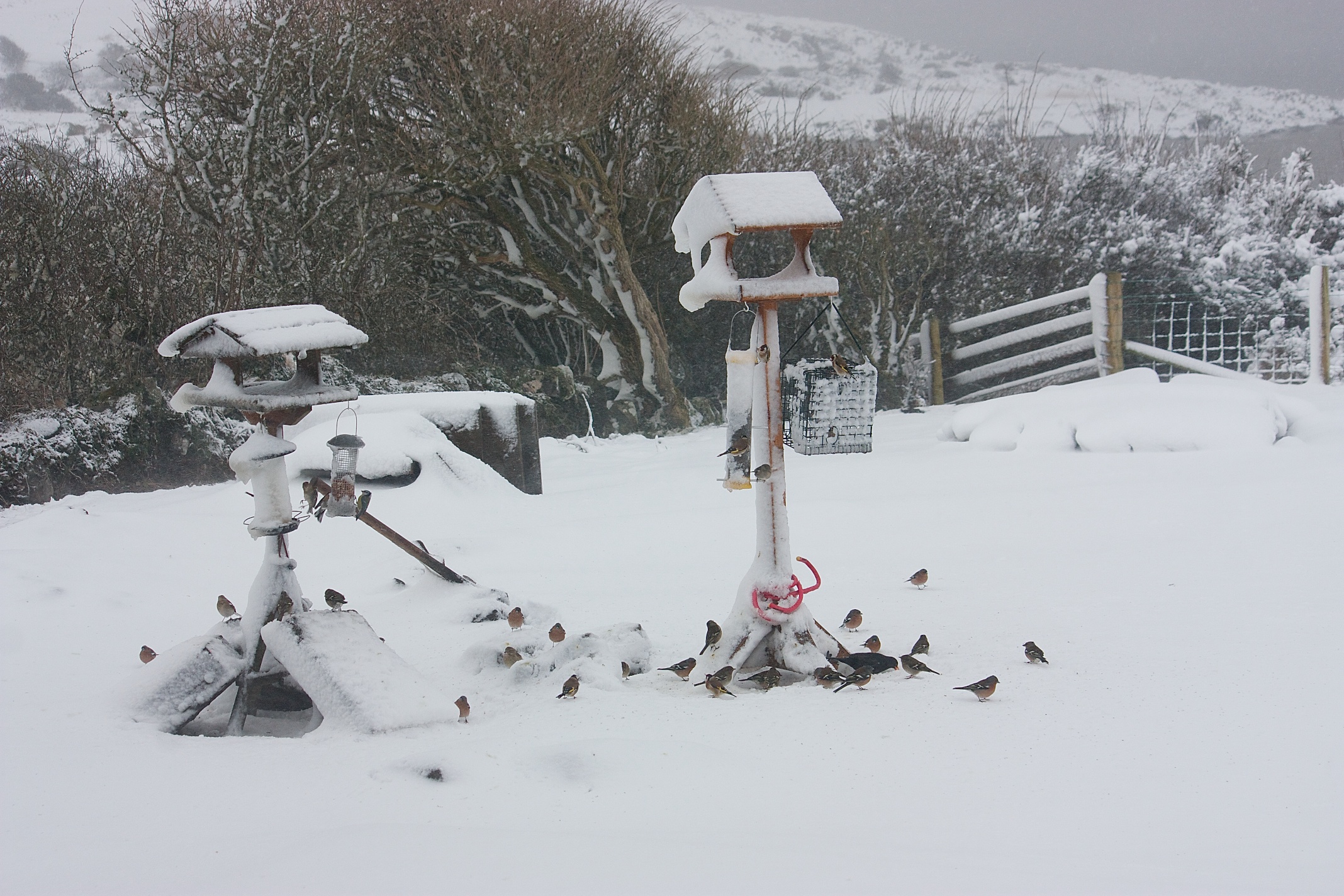 Activity at the bird tables