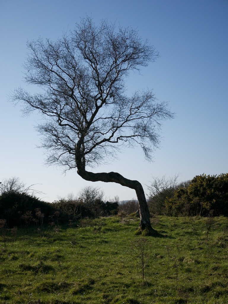 Bendy Tree
