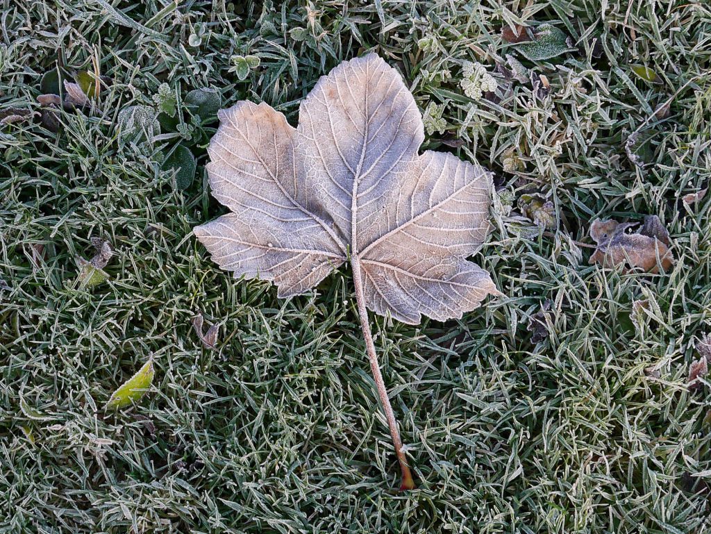 Frosty Sycamore