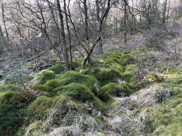 Lots of moss